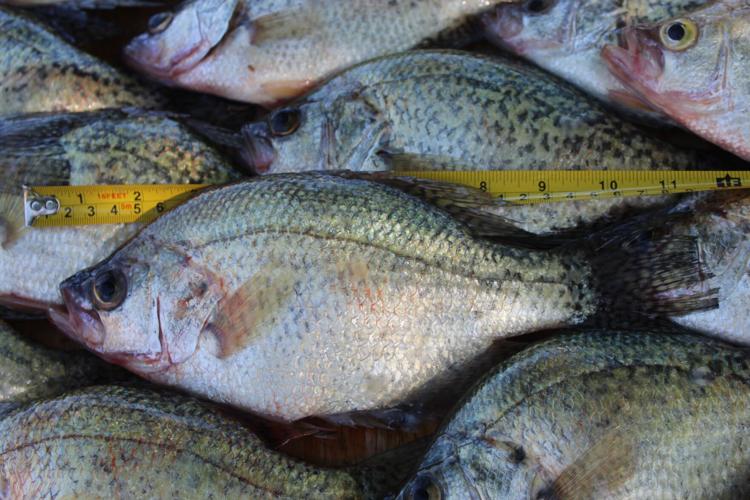 TOM CLAYCOMB: Are crappie still biting? Yes!!!, Outdoors News