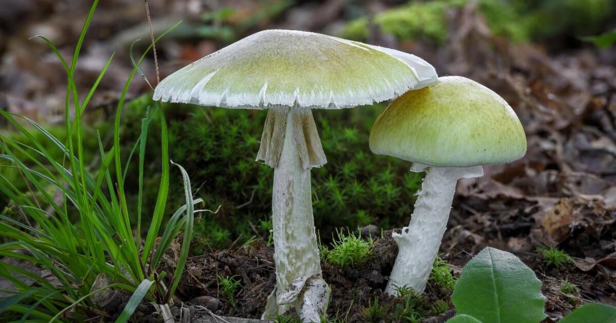 'Death Cap' mushroom spotted around Boise