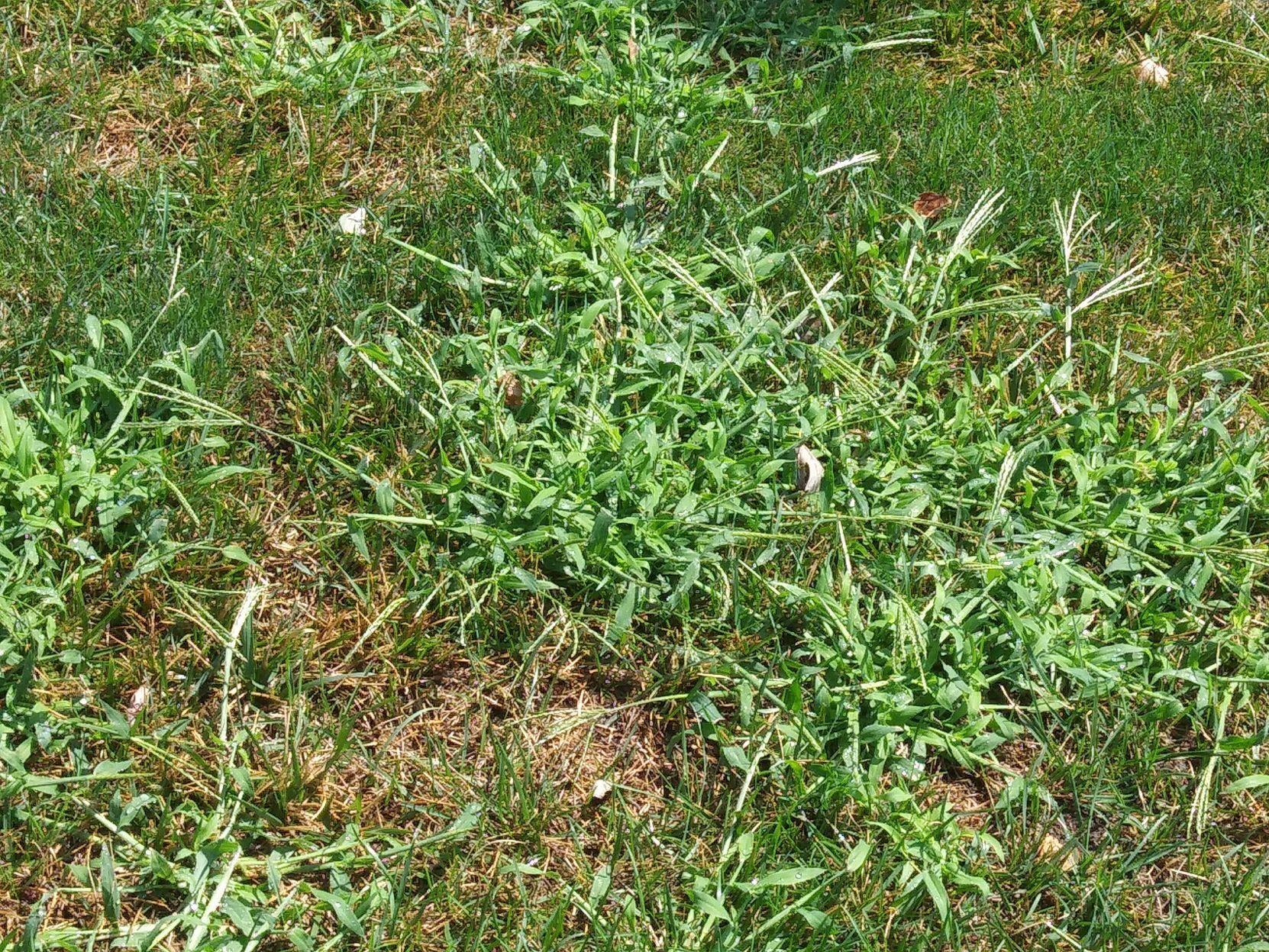 Weed it and reap: SPECIAL EDITION — Attack of the crabgrass | Life |  idahopress.com