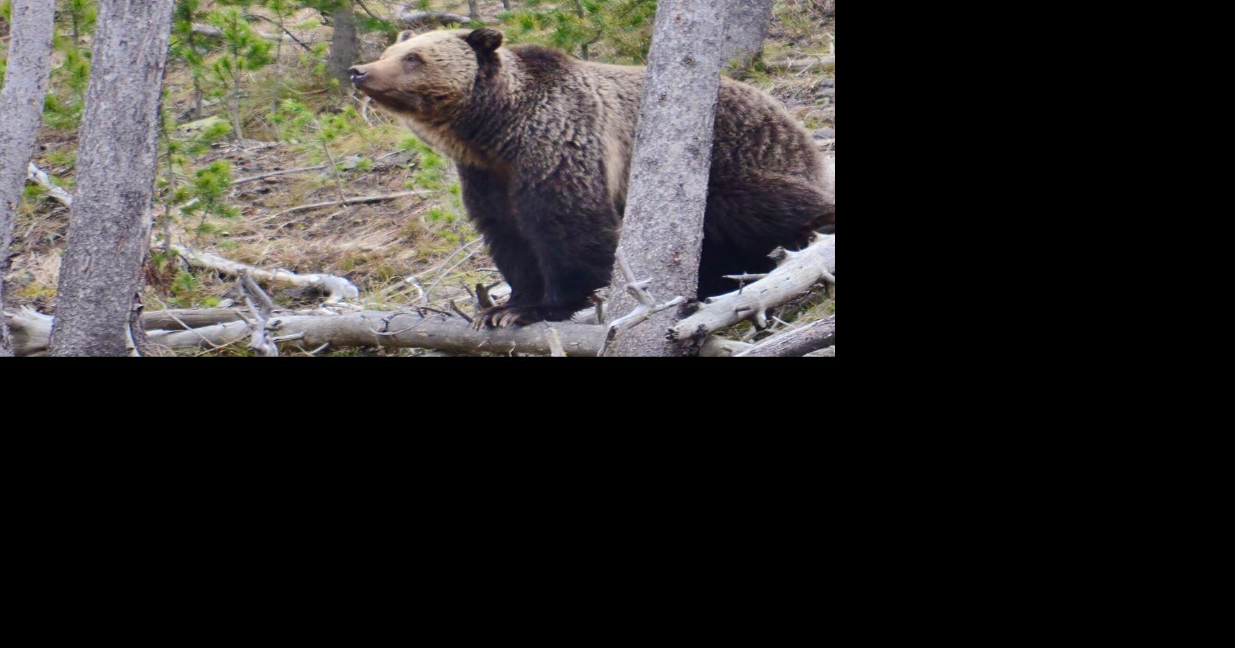 Groups petition U.S. Fish and Wildlife Service for new grizzly bear