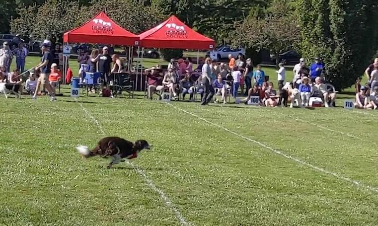 Kuna Dogs Shine At 27th Annual Frisbee Fest Local News Idahopress Com