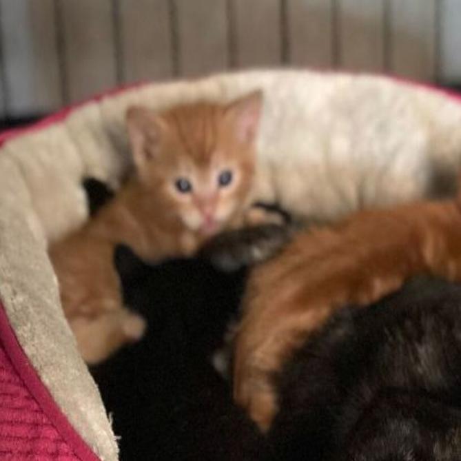 Dozens Of Cats Saved From Idaho Hoarding Situation Local News Idahopress Com