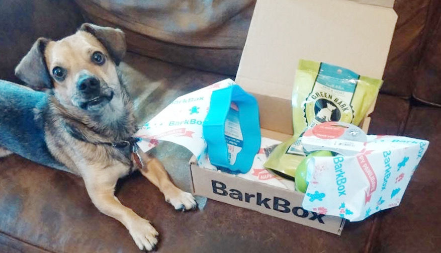 kong barkbox