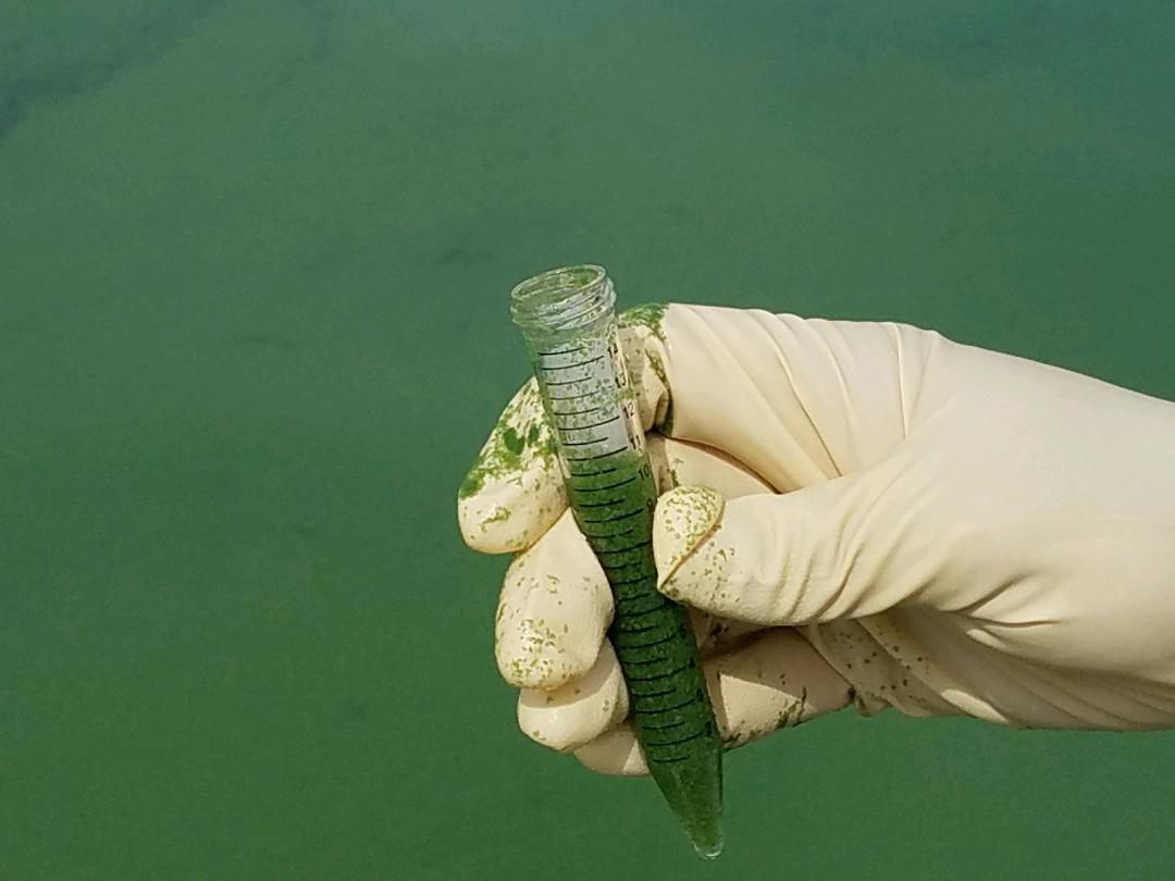 Steer clear of toxic bluegreen algae blooms reported at Brownlee