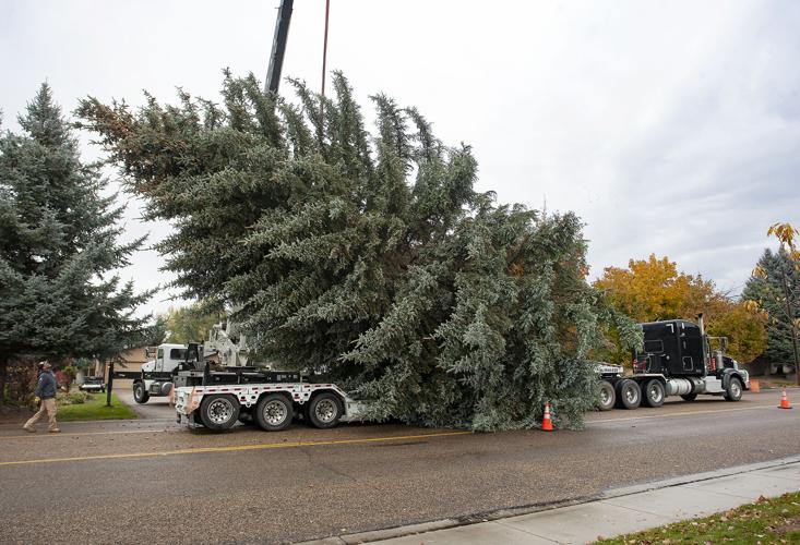 A community effort brings Nampa's Christmas tree downtown Local News