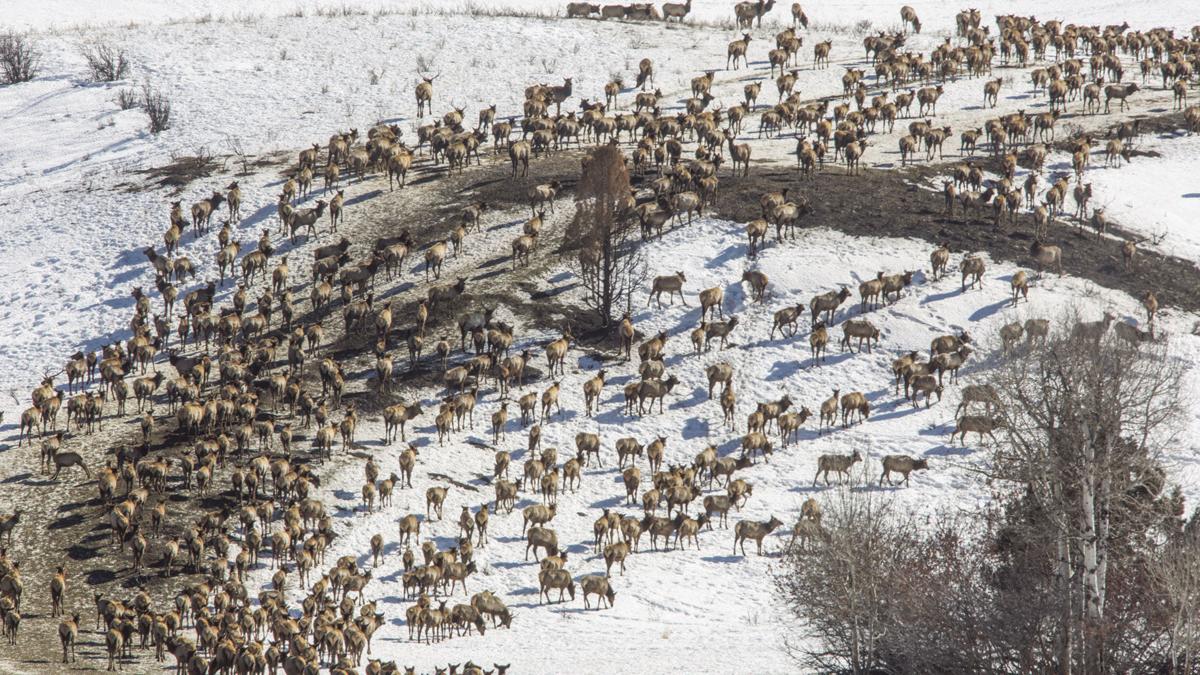 Winter Kill Was Less Than Expected For Mule Deer And Elk Fared