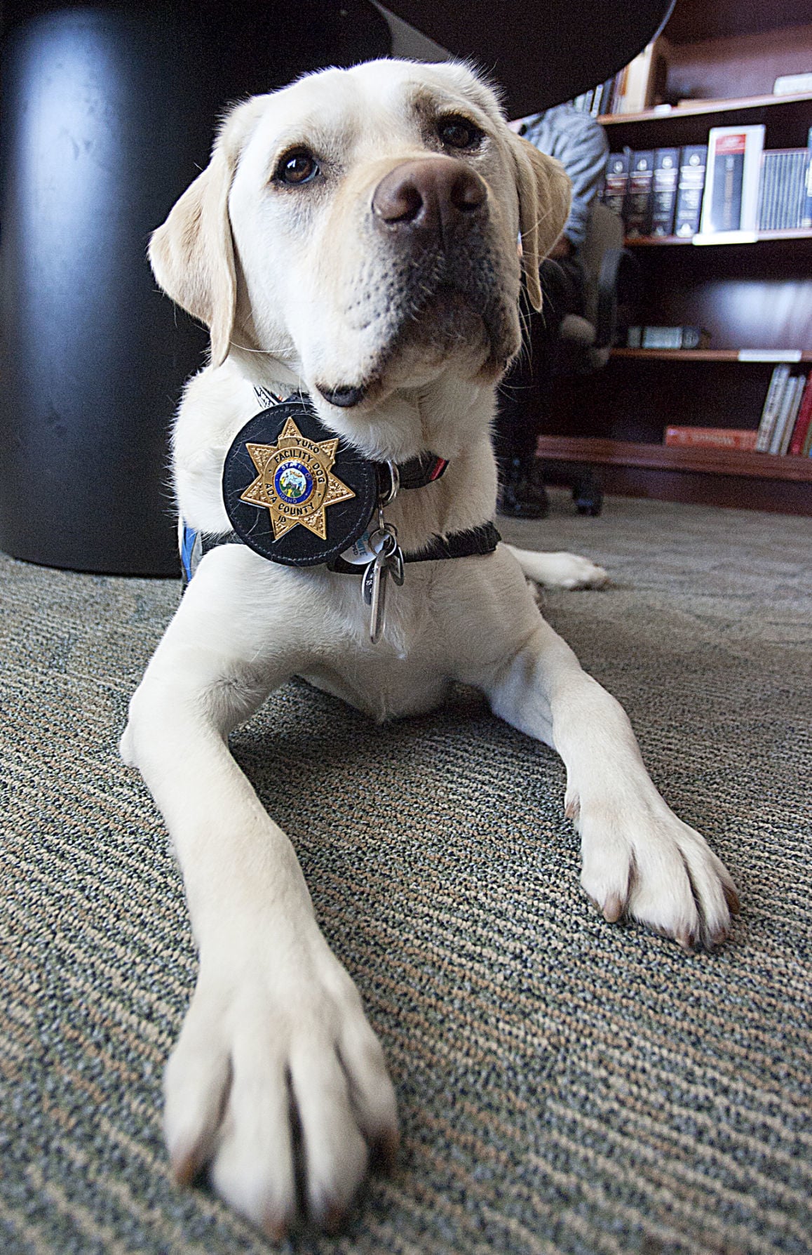 idahopress.com - Matthew Wells - Beloved courthouse dog medically retires from Ada County service