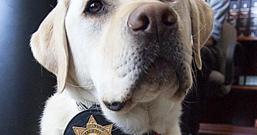 Beloved courthouse dog medically retires from Ada County service