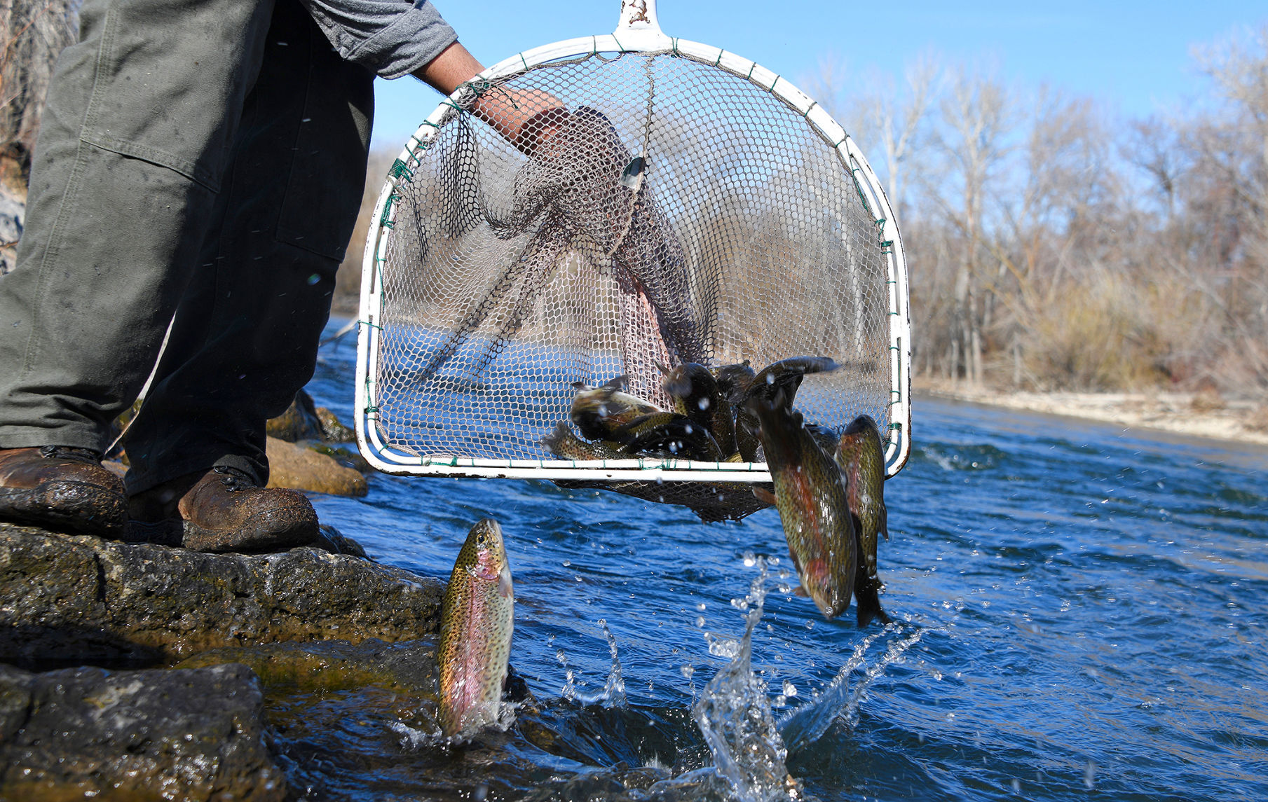 idaho fish and game trout stocking schedule