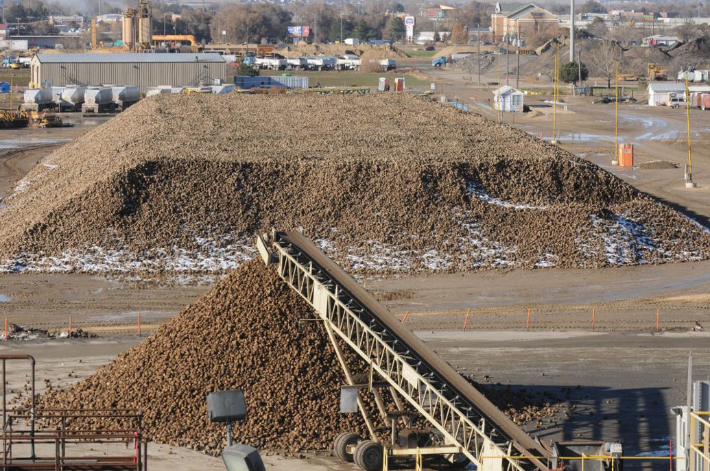 Amalgamated Sugar Plant processes 1.5 million beets to produce sugar