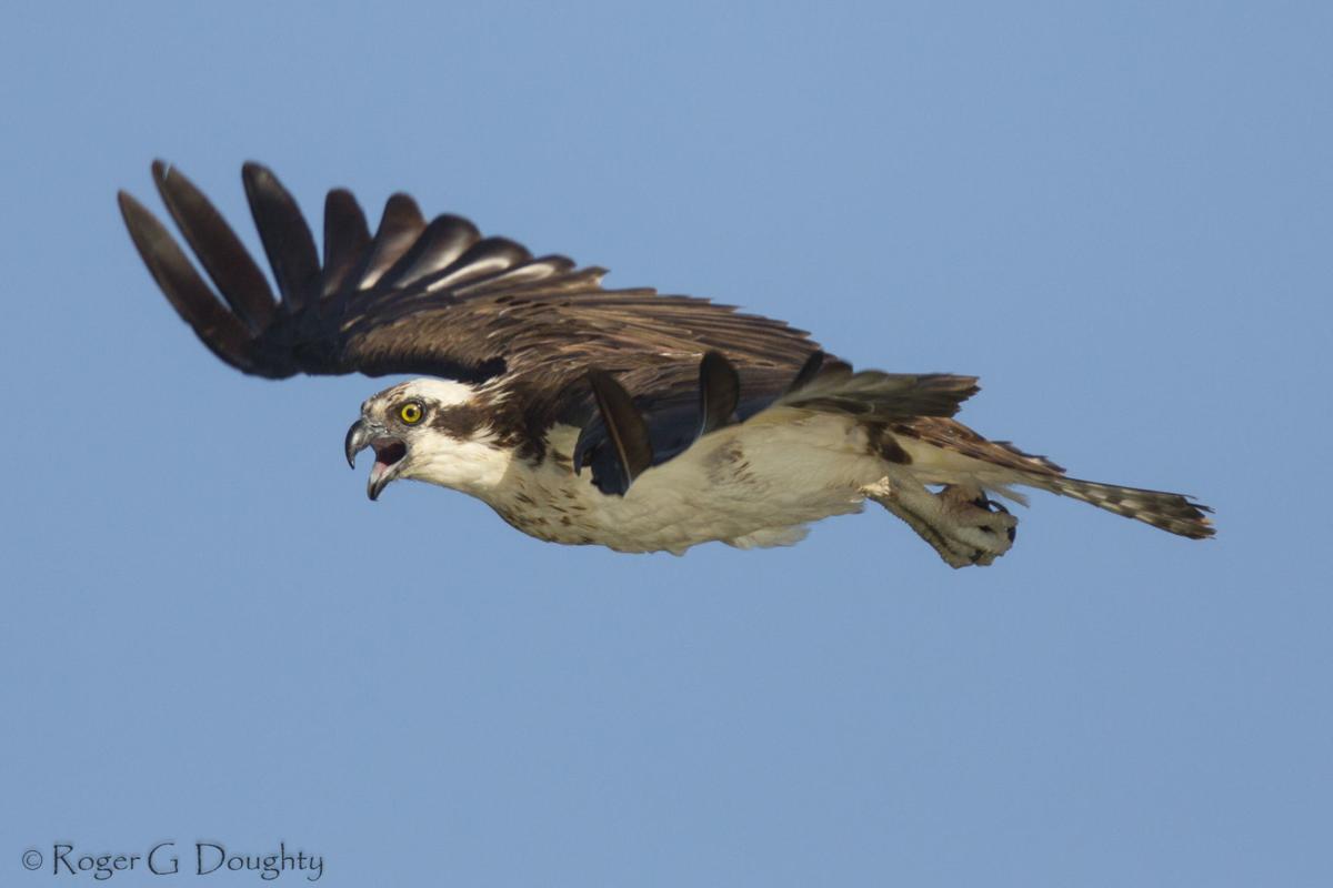 Just For The Birds Birds That Should Be Nfl Mascots Community Idahopress Com
