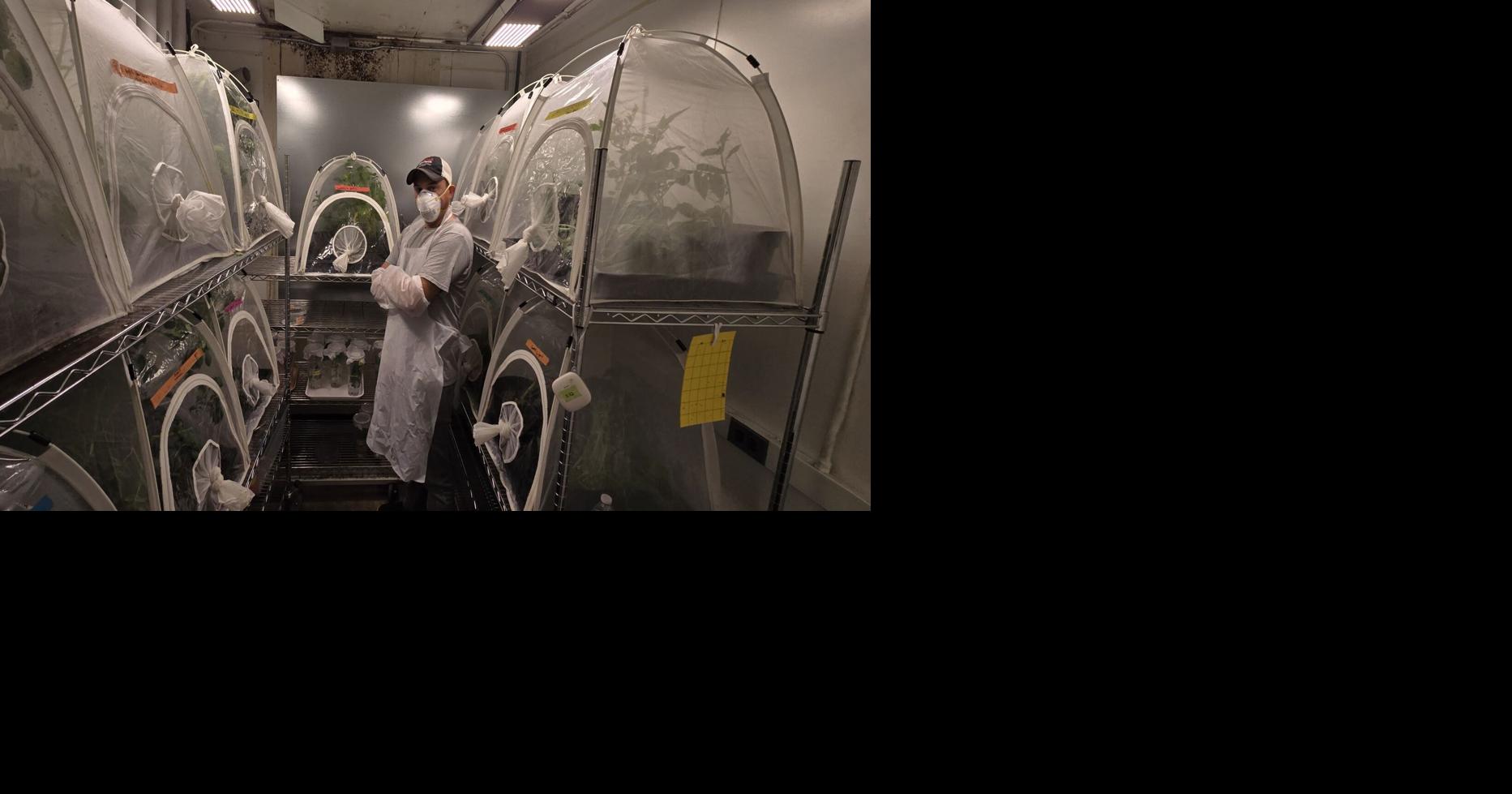 New U of I entomologist seeking pest-control options for specialty-crop ...