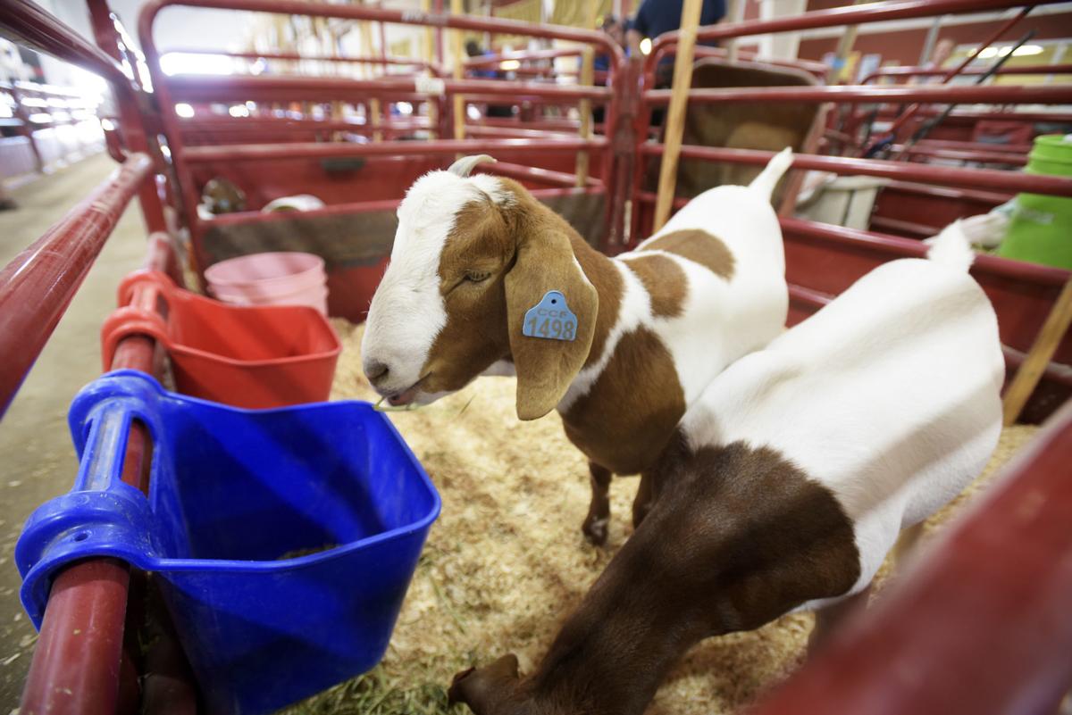 Canyon County Fair to host FFA and 4H livestock only, no carnival, no