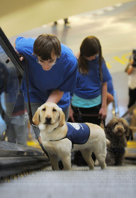 genesis veterinary services