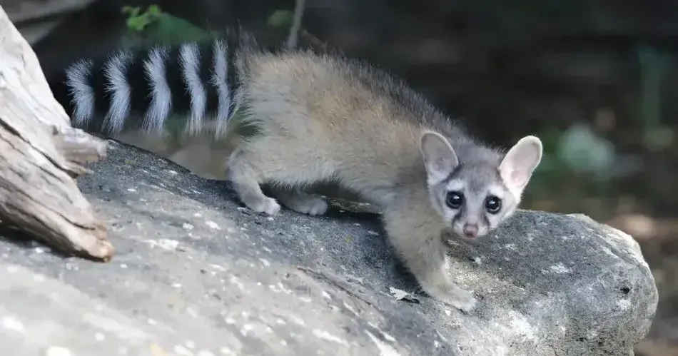 Study confirms ringtails have expanded into southern Idaho