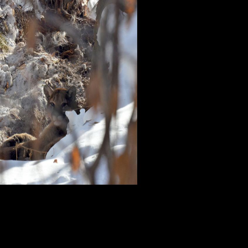On The Prowl In Magic Wood River Valleys Attacks On Pets In Wood