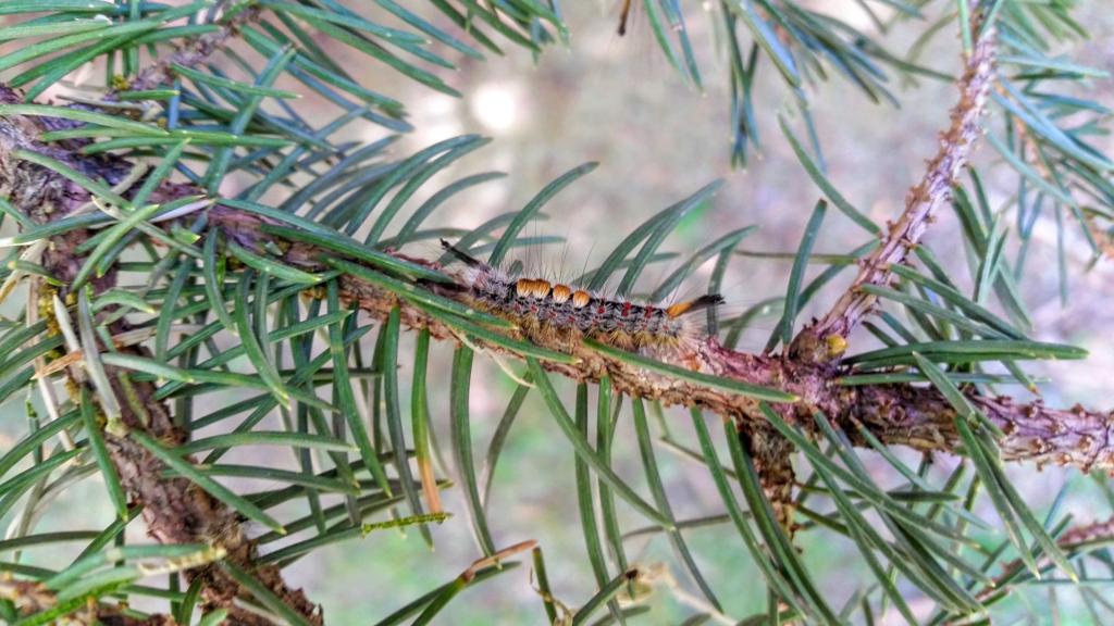 Outbreak Of Tussock Caterpillars Around Sage Hen Reservoir Outdoors News Idahopress Com