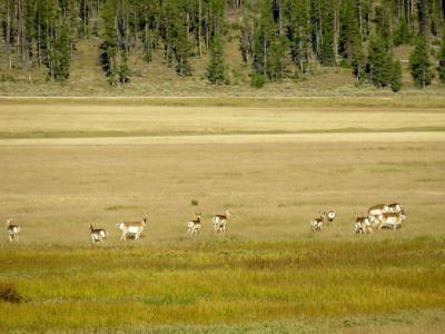 Pronghorns