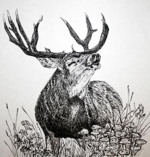 elk pen drawing