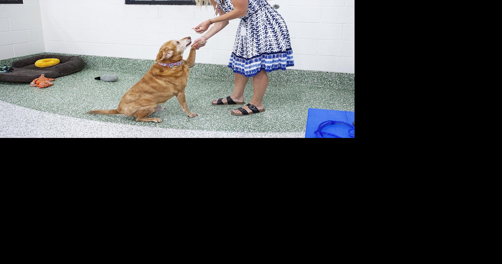 Dog days High prices, shortages hit pets and owners in Idaho and