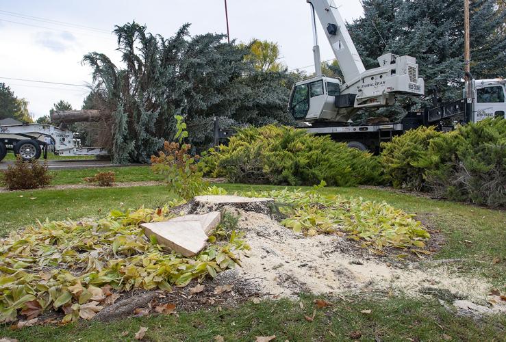 A community effort brings Nampa's Christmas tree downtown Local News