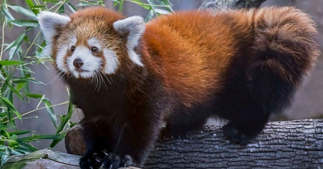 Zoo Boise welcomes two endangered red pandas - Vimarsana News