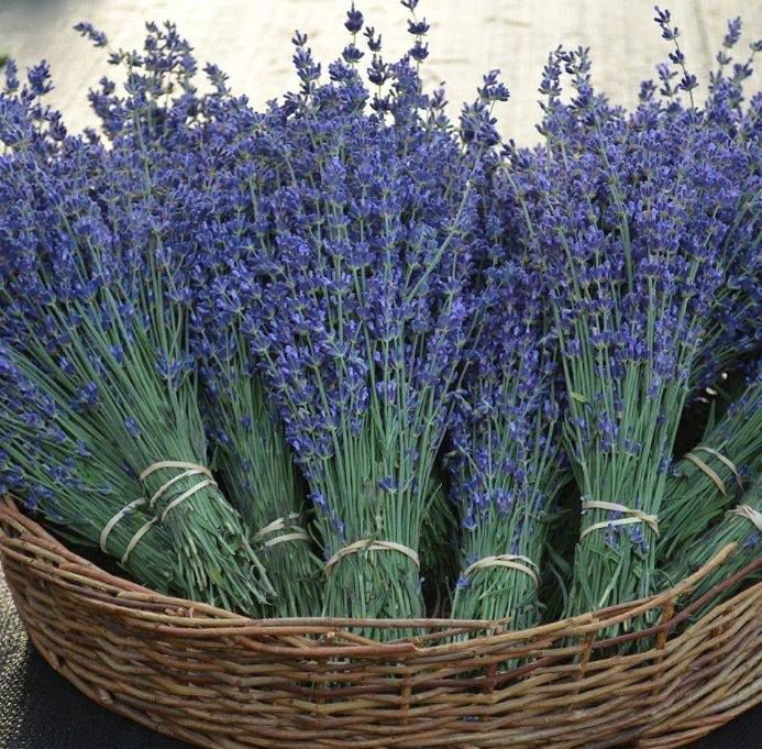 First annual Nampa lavender festival planned in June Local News