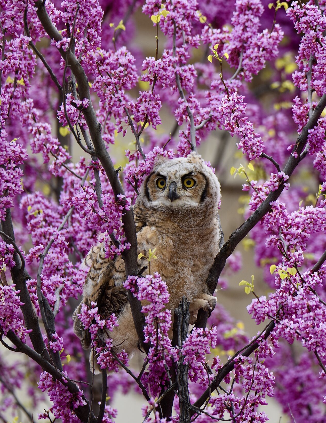 Western Idaho Fair Winning Bird Photos