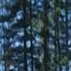 With Priest Lake Cabin Owners Lining Up For State Auction Number