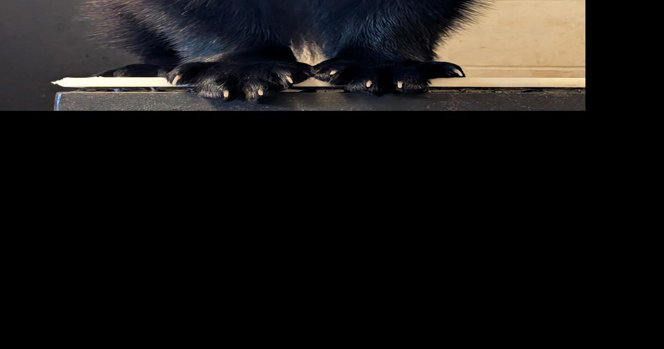 Rare wolverine joins Zoo Boise family | Local News | idahopress.com