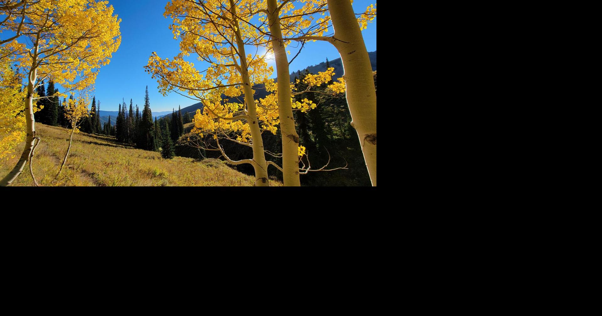 Falling for color: Experts share predictions for autumn leaf displays ...