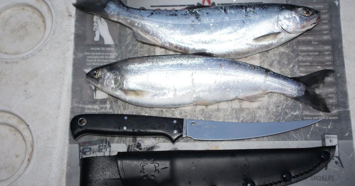 Kokanee fishing