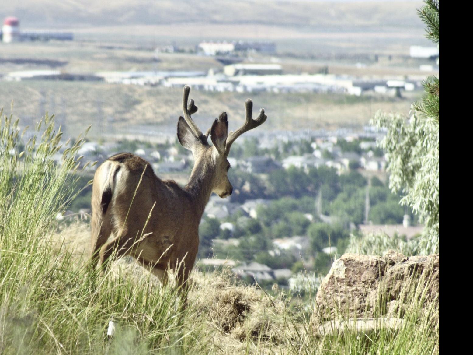 Pete Zimowsky's Outdoors Spotlight | Community | idahopress.com