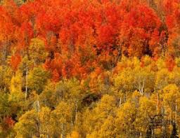 fall foliage