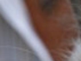 Mass Cat With 2 Faces Lives 12 Years Sets Record Complete News Coverage Idahopress Com