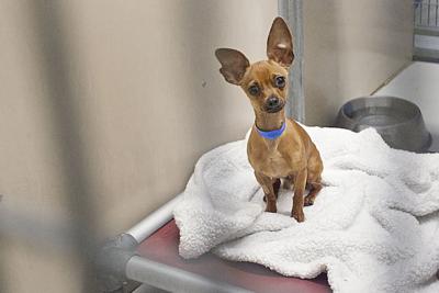 Idaho Humane Society Releases Survey On Animal Related Codes In Ada County Local News Idahopress Com