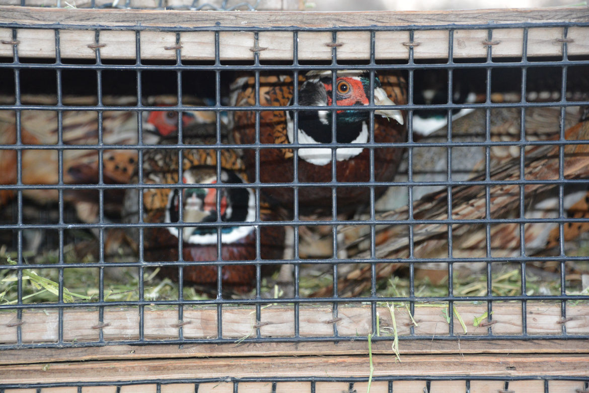 Idaho is mostly wide open for hunting and fishing Outdoors News