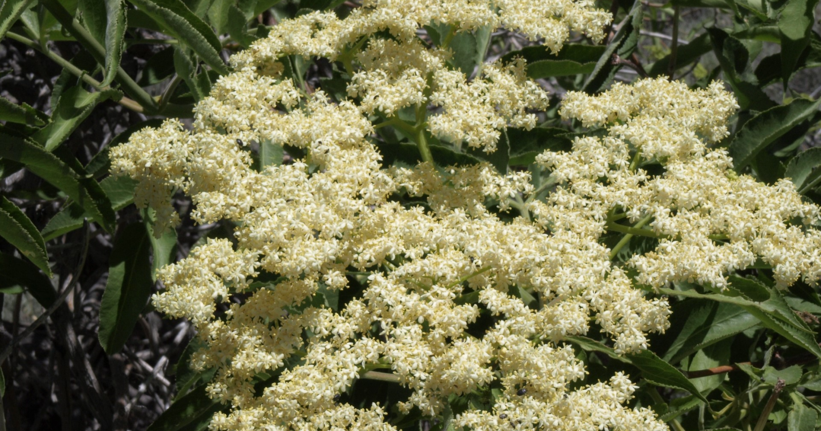Diggin' It: I Feel the Need … for Weeds - Vimarsana News