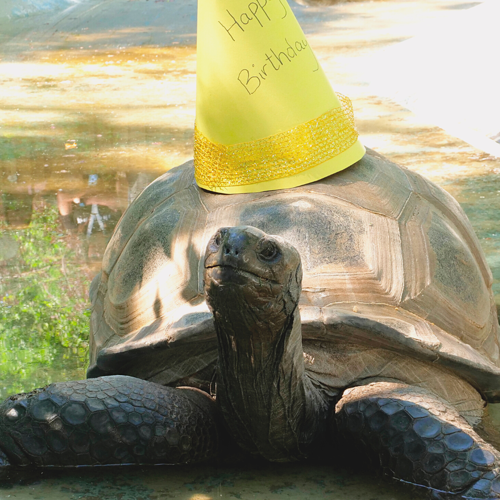 Zoo Boise's Red, White and Zoo Celebration Odds & Ends