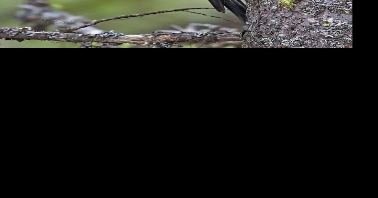 The lord god bird | Outdoors News | idahopress.com