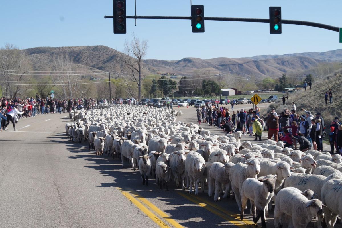 Domestic sheep crossing Idaho Highway 55 into Boise Foothills Local