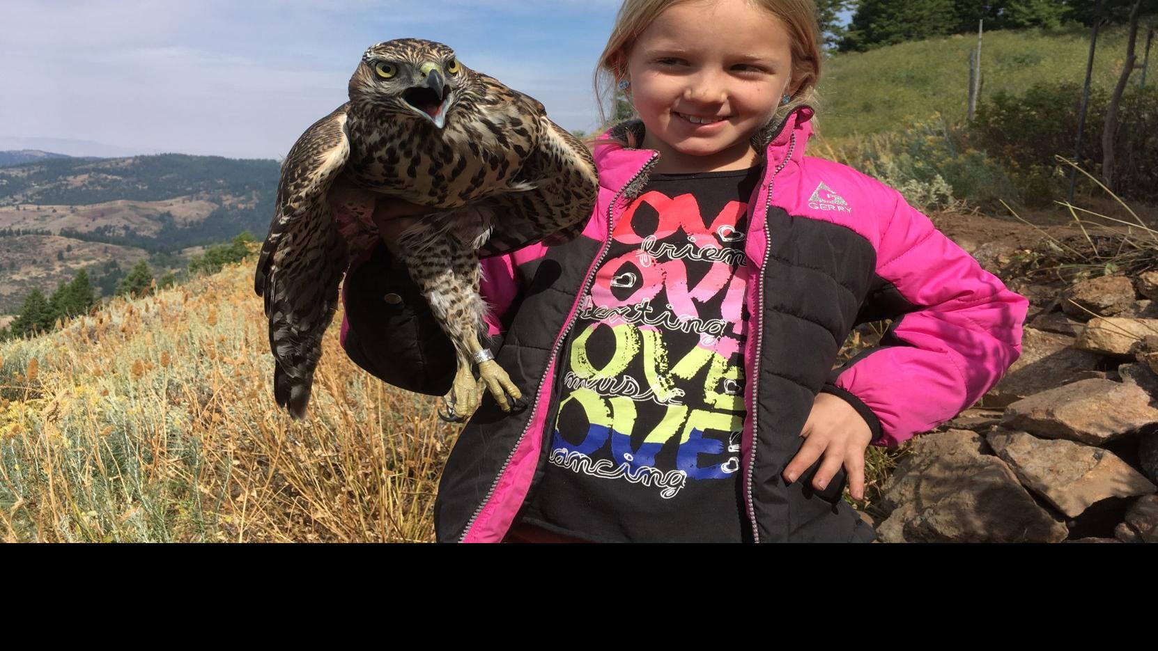 Just For The Birds Hawk Watch At The Intermountain Bird Observatory Community Idahopress Com
