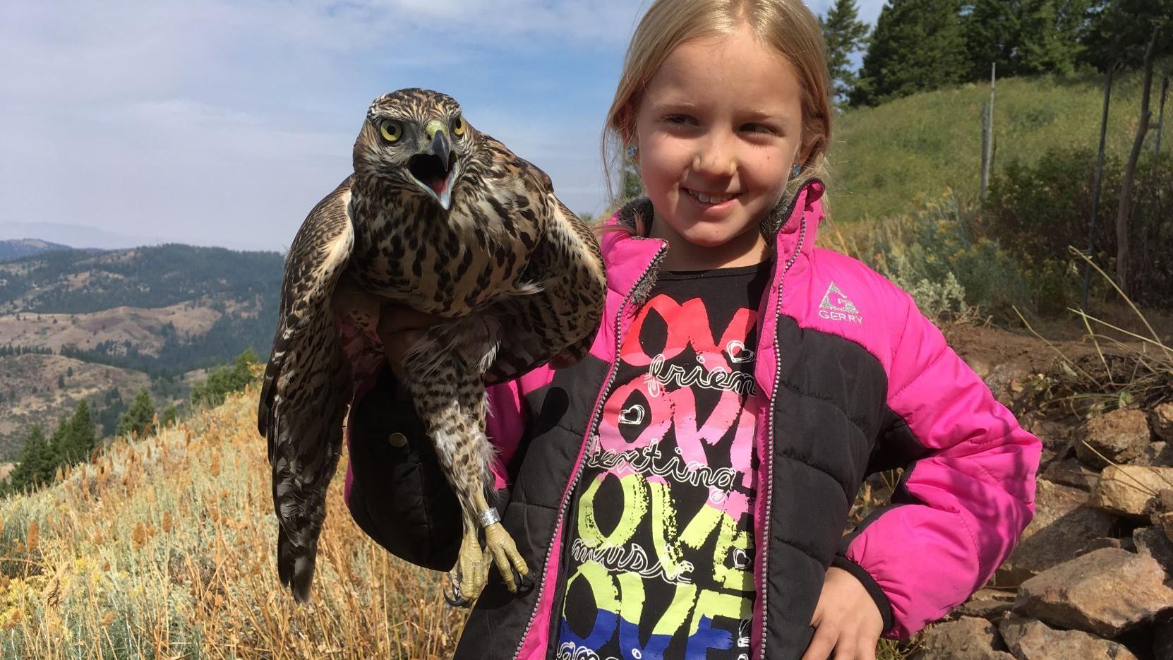 Just For The Birds Hawk Watch At The Intermountain Bird Observatory Community Idahopress Com