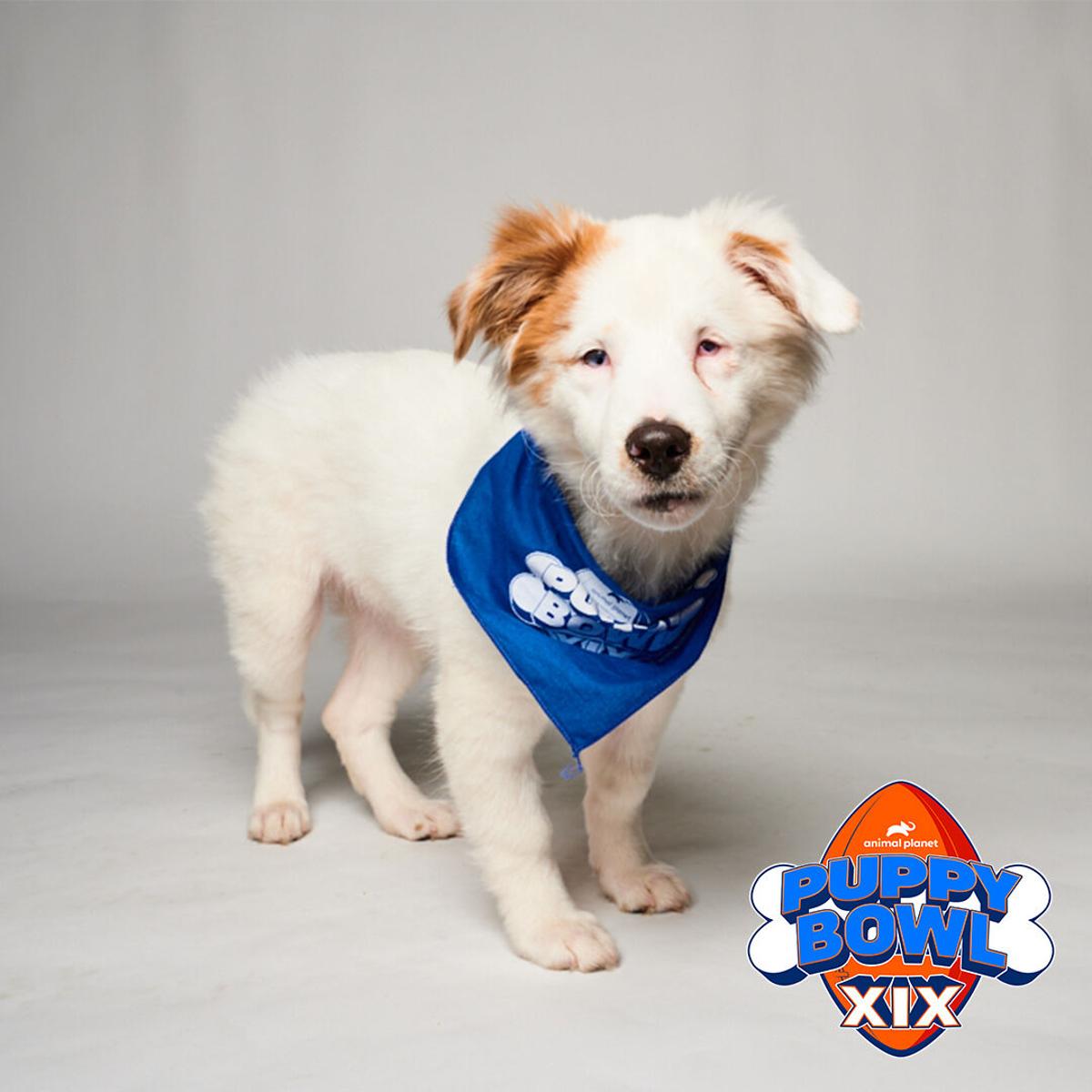 TV Talk exclusive: Animal Planet's Puppy Bowl XIX has Idaho 'love' connection with Double J Dog Ranch | Community TV Talk exclusive: Animal Planet's Puppy Bowl XIX has Idaho 'love' connection with Double J Dog Ranch | Community