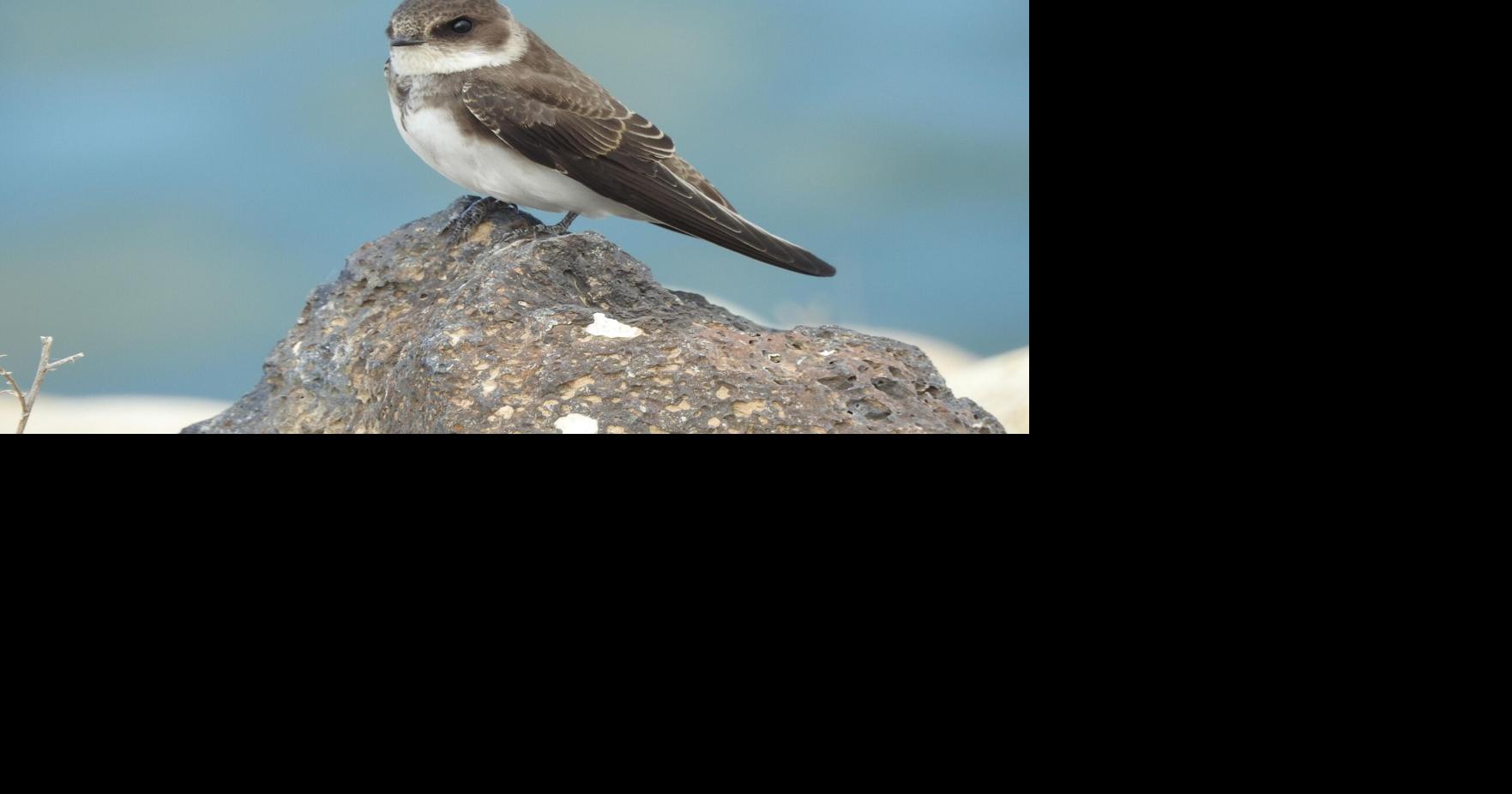 Where 'our' birds spend the winter – Part II