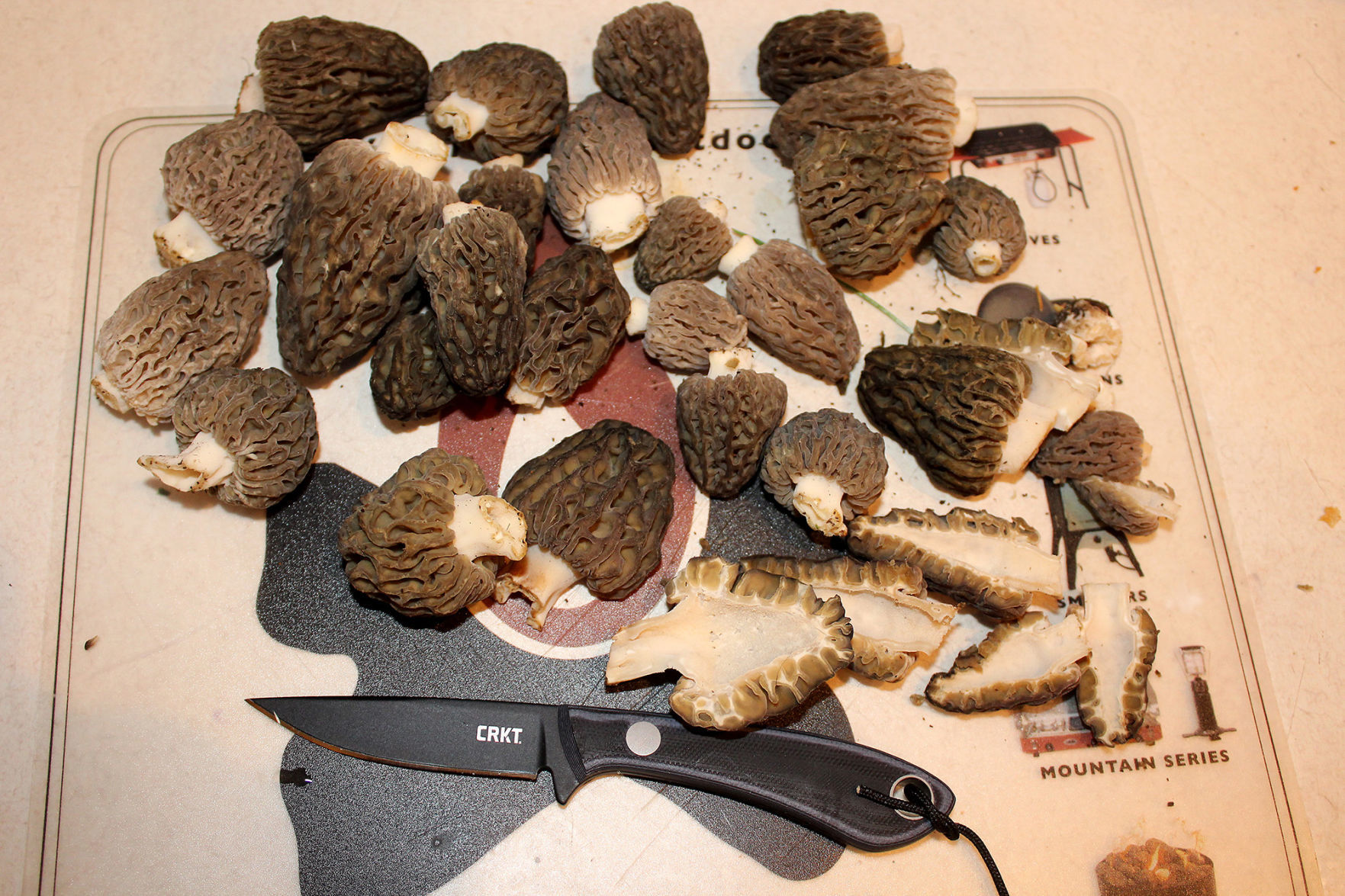 morel mushroom hunting s dakota