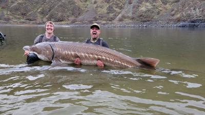 Large White Sturgeon in Hells Canyon