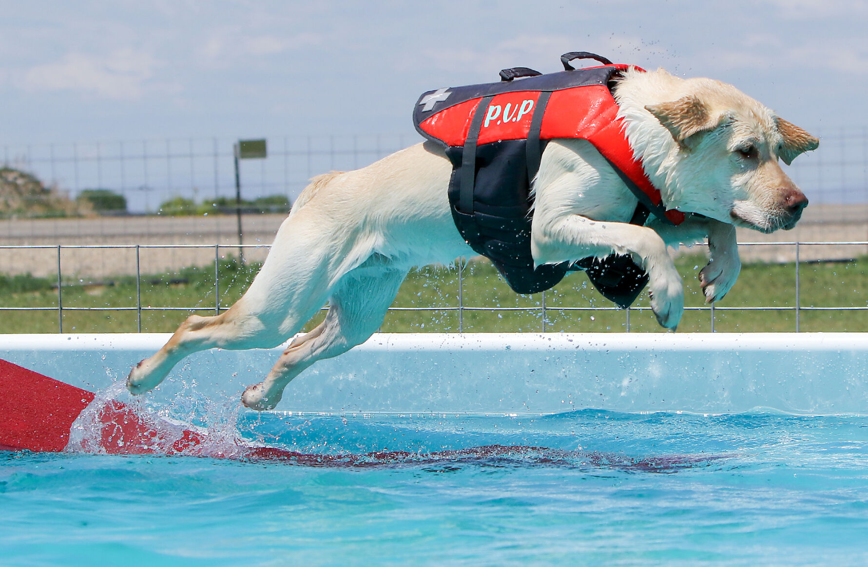 Dog swimming sales pool near me