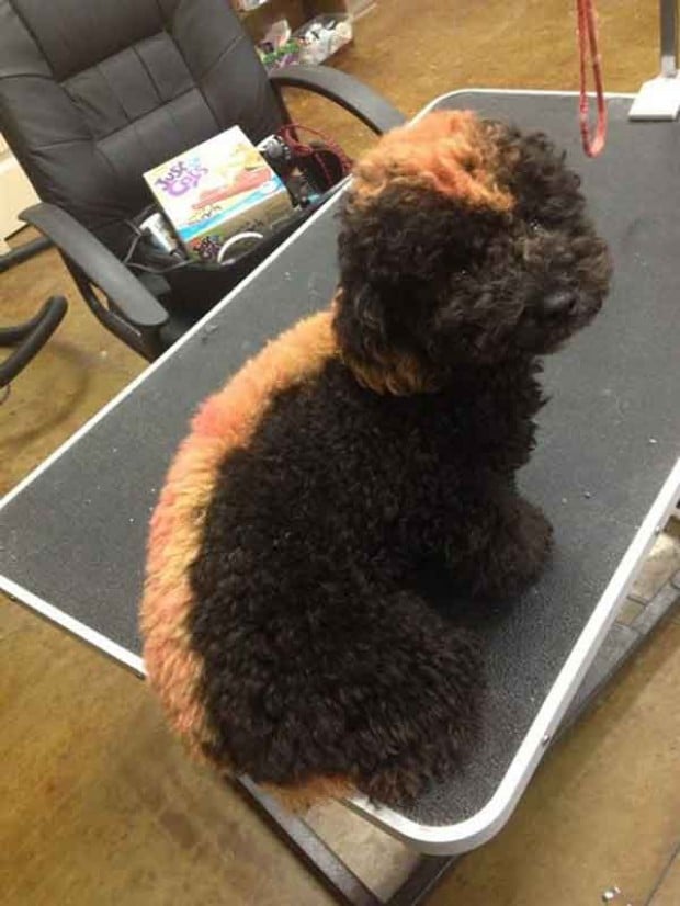toy poodle mohawk