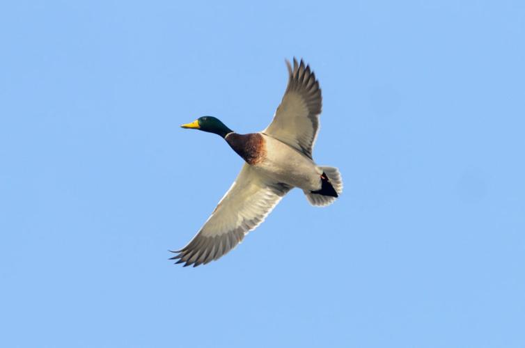 Veterans go duck hunting | Photos | idahopress.com